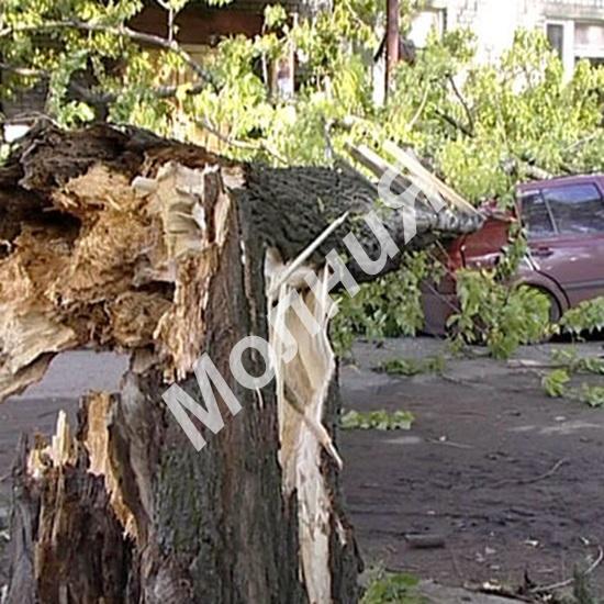 Услуги юриста при падении дерева на автомобиль, Челябинск