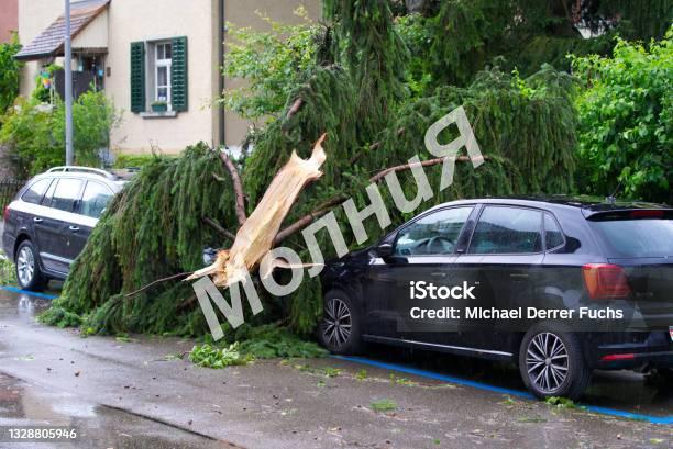 Услуги при возмещении ущерба от упавшего дерева во ..., Владивосток