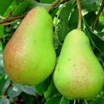 Саженцы яблони и других плодовых деревьев из питомника . ..